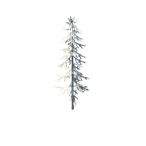 pine tree1